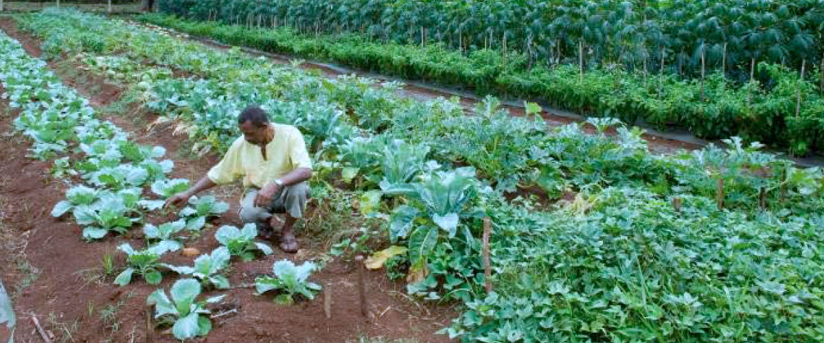 Le POSEI, le programme européen pour structurer l’agriculture à Mayotte