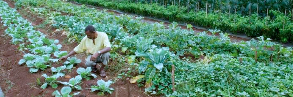 Le POSEI, le programme européen pour structurer l’agriculture à Mayotte