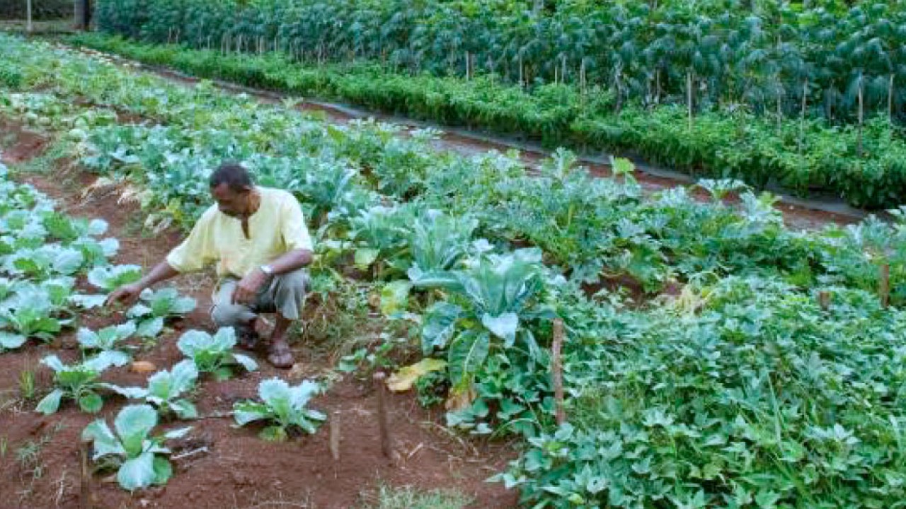 Le POSEI, le programme européen pour structurer l’agriculture à Mayotte