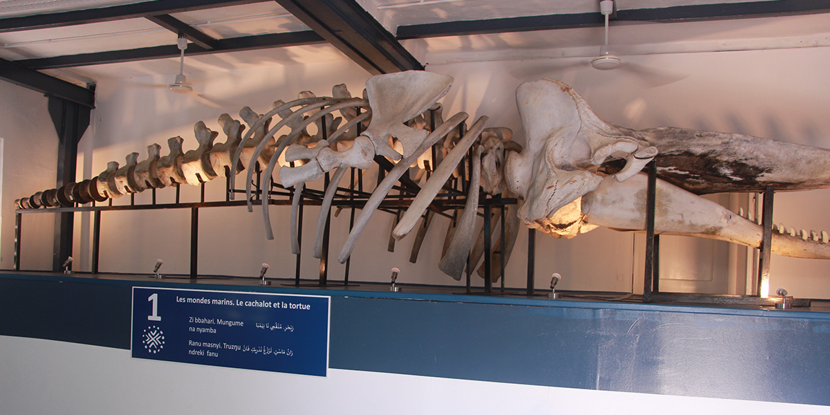 Le cachalot : une des merveilles du Musée de Mayotte Le cachalot : une des merveilles du Musée de Mayotte